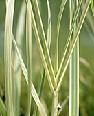 Phragmites australis 'Variegatus' (lengthwise striped reed)