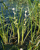 Sparganium emersum (simple hedgehog bulb)