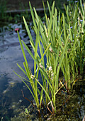 Sparganium erectum (Ästiger Igelkolben)