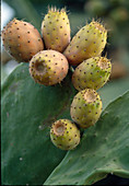 Opuntia (prickly pear)