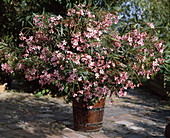 Nerium oleander-hybride 'Soeur Agnes'