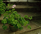 Pelargonium 'Capthorne'