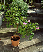 Pelargonium 'Clorinda'