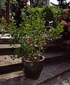 Pelargonium 'Cunarifolium'