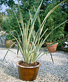 Phormium tenax 'Variegatum'