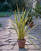 Phormium Tenac 'Variegatum'