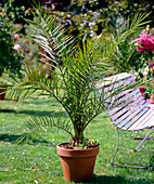 Phoenix canariensis