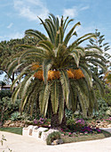 Phoenix canariensis