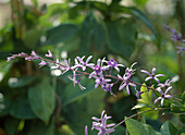 Petrea volubilis