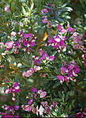 Polygala myrtifolia