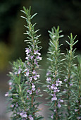 Rosmarinus officinalis