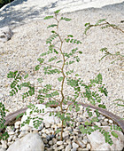 Sophora prostrata 'Little Baby' (String Tree) 'Little Baby'