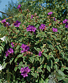 Tibouchina urvilleana