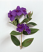 Tibouchina urvilleana