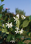 Trachelospermum jasminoides