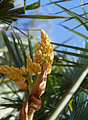Flower of Trachycarpus fortunei