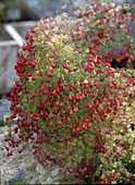 Tropaeolum tricolor