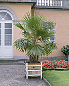 Washingtonia filifera