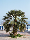 Washingtonia filifera