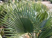 Washingtonia robusta