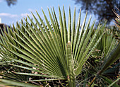 Washingtonia robusta