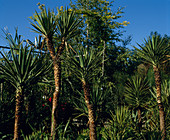 Yucca aloifolia