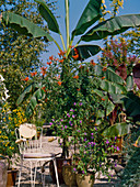 Solanum Rantonnetii, Tecomaria capensis, Musa Basjoo