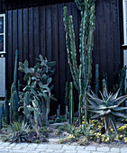 botanical garden: planted cacti