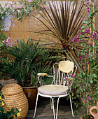 Chamaerops humillis, Cordyline australis, Bougainvillea