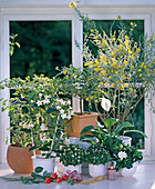 Aromatic plants, Cytisus, Exacum, Gardenia, Cistus