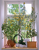 Mediterranean fragrance window: scented pelargonium, Cytisus
