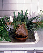 Immersion bath for Platycerium bifurcatum