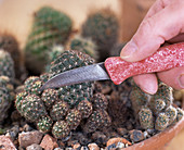 Cutting off cactus cuttings with a knife