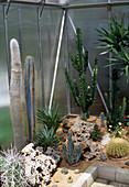 Columnar cacti in greenhouse