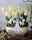 Hyacinthus orientalis, Crocus Vernus