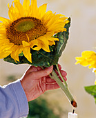 Sunflower (Helianthus): Hold cut over flame