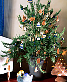 Rosemary as a Living Christmas Tree