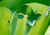 Eaten leaf of the moth caterpillar on Asplenium nidus