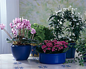 Jasminum polyanthum (jasmine), Adiantum raddianum (maidenhair fern), Cyclamen persicum (cyclamen), Kalanchoe (flaming beetle)