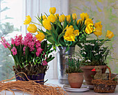 Spring in the room-Hyacinths, bouquet of tulips, snowdrops