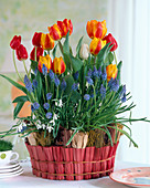 Tulipa (tulips), Muscari (grape hyacinth)