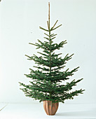 Abies nobilis 'Glauca', silver fir