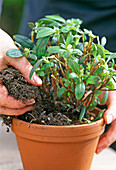 Continuous Azalea cultivation