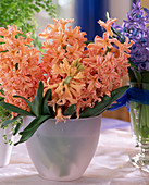 Hyacinthus 'Gipsy Queen'