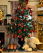 Christmas tree in red, Picea púngens 'Glauca' (Norway spruce)