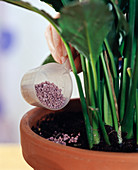 Sprinkling houseplants with permanent fertiliser