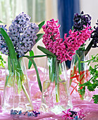 Hyacinthus orientalis