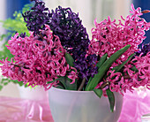 Hyacinthus orientalis