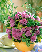 Allium (Chives), Salvia (Sage) 'Variegata' (Variegata)