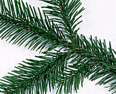 Abies nordmanniana (Nordmann fir) branches